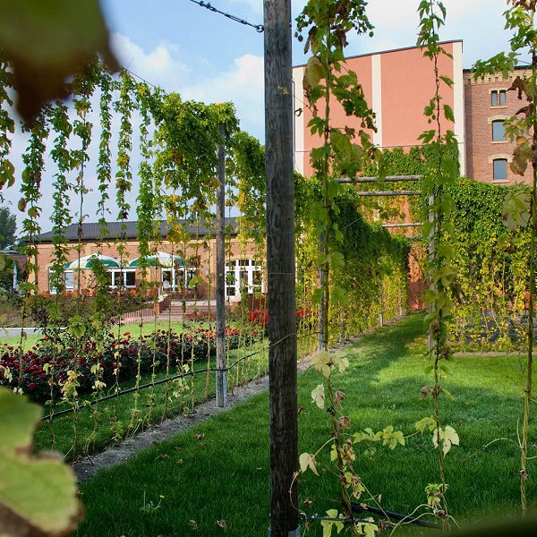 Ein gepflegter Garten mit Reben, Blumen und einem großen Gebäude im Hintergrund.