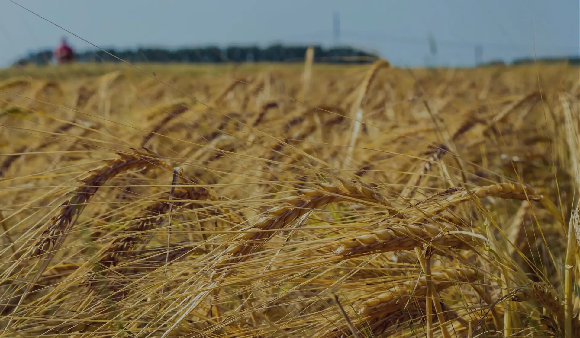 Golden wheat ears dominate the foreground of a field. A figure dressed in red is faintly visible in the background.