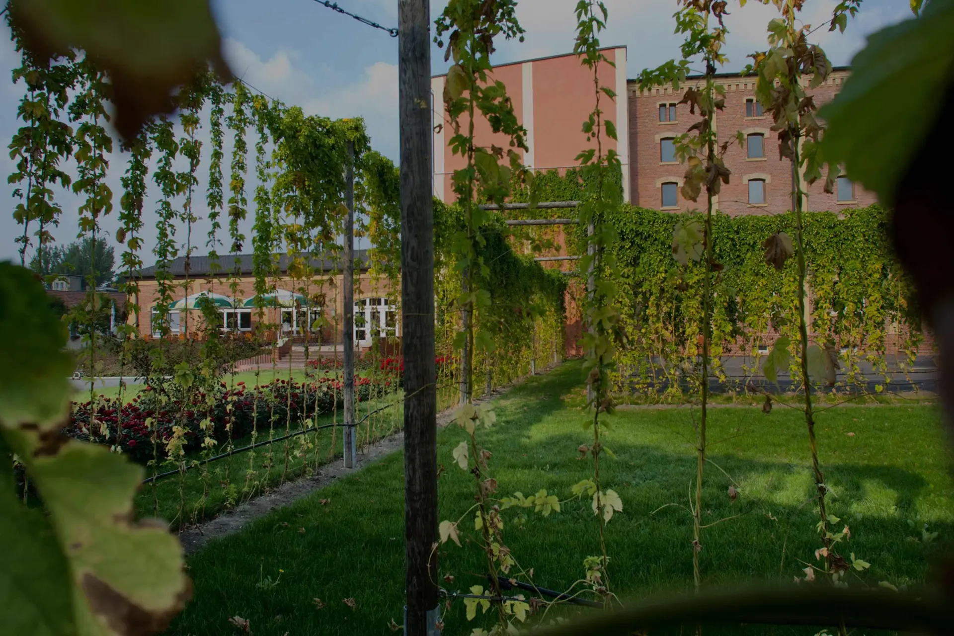 Hopfenranken wachsen an Rankgerüsten in einer gepflegten Grünanlage. Gebäude und Blumenbeete stehen im Hintergrund.